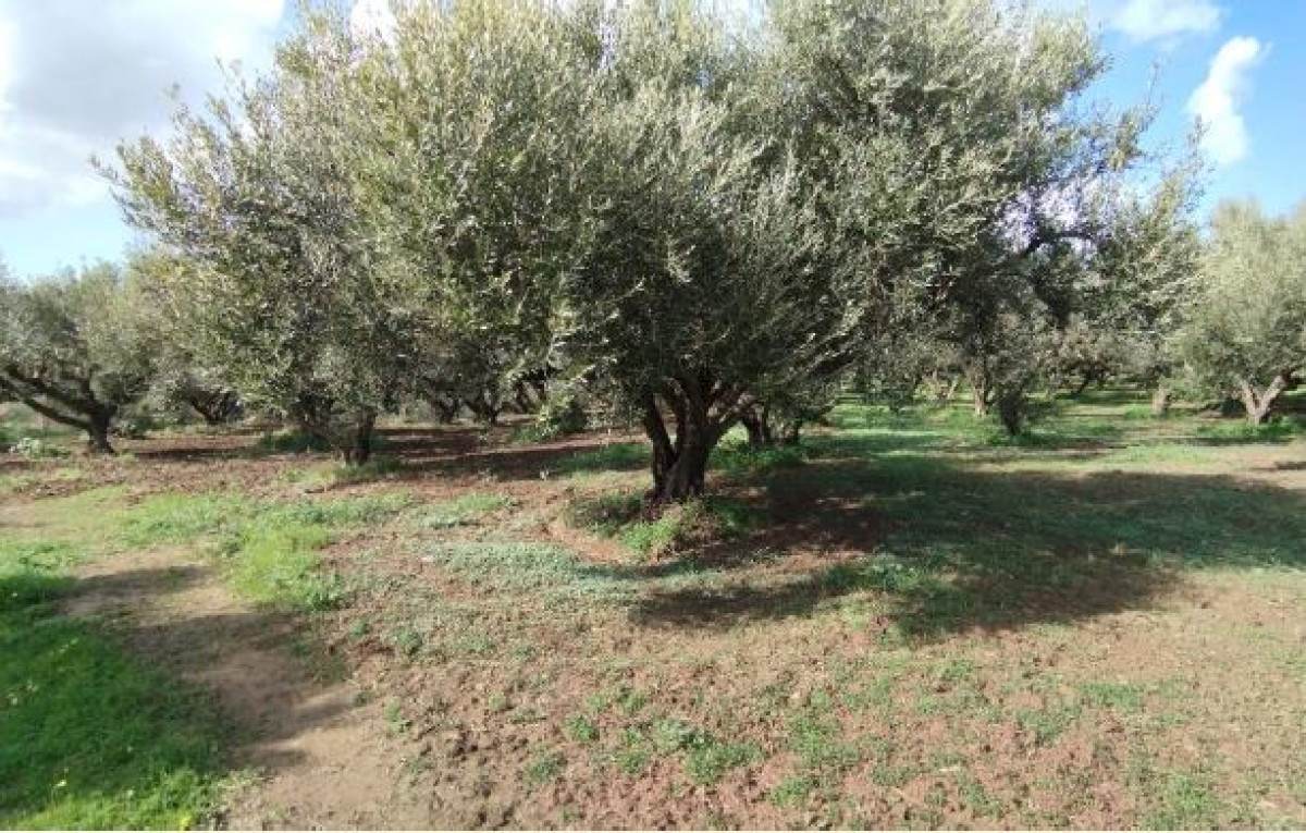 Agricultural Land (ε) 6000 sq. m., in Kyllini