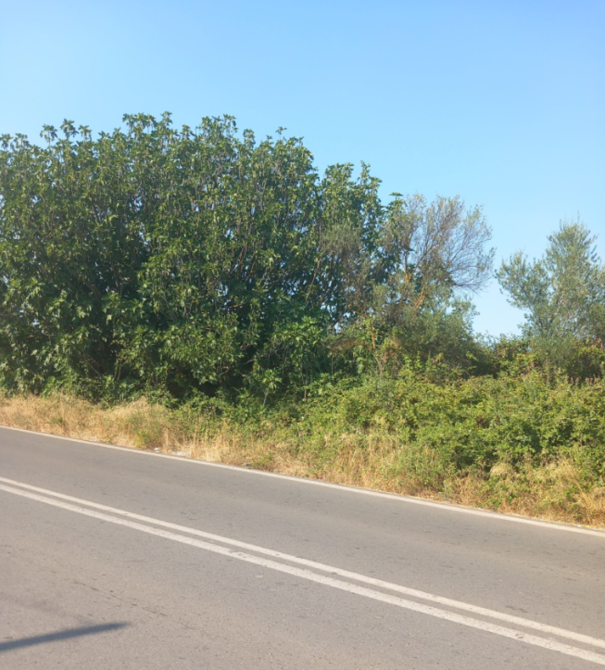 Agricultural Plot in Lakonia
