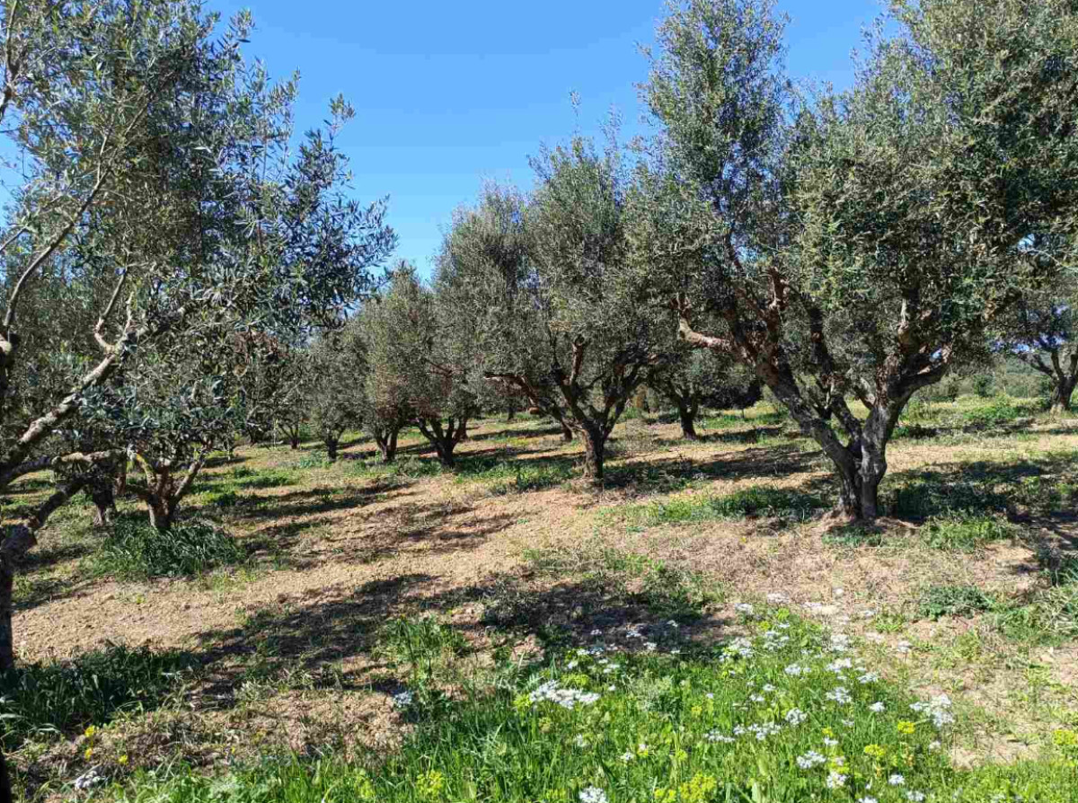 Agricultural Land (α) 5000 sq. m.  in Analipsi, Kyllini