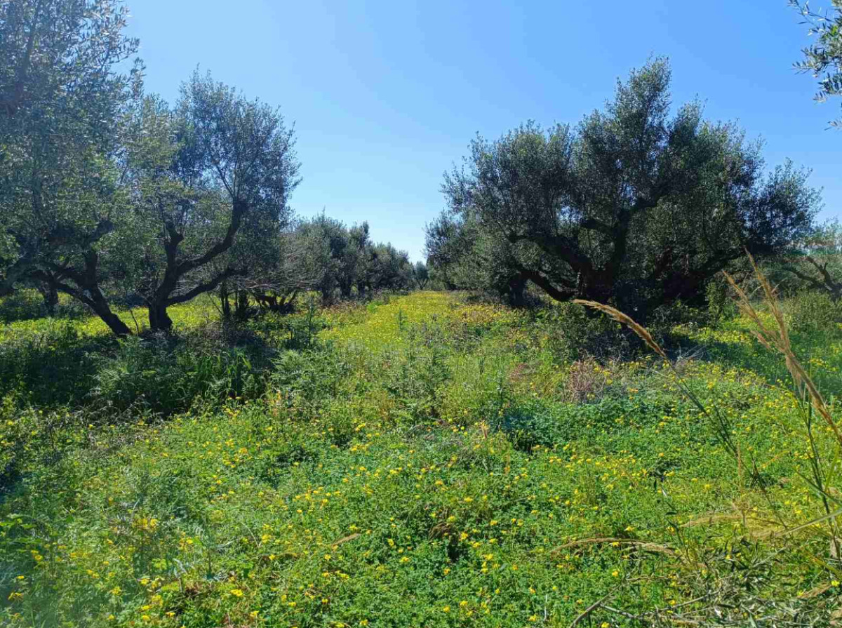 Agricultural Land plot ( στ) 6000 sq. m., in Kyllini