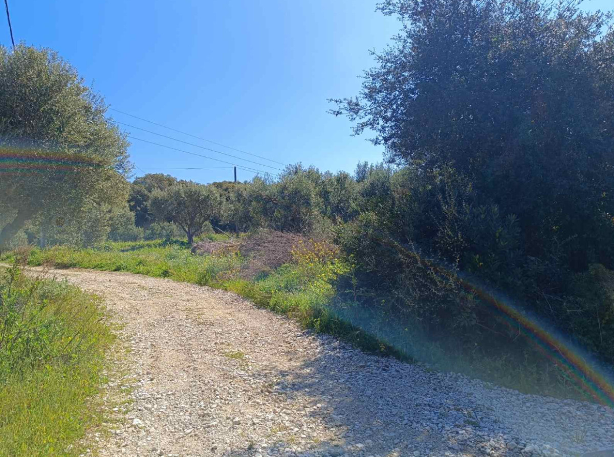 Agricultural Land (δ) 2000 sq. m.  in Analipsi, Kyllini