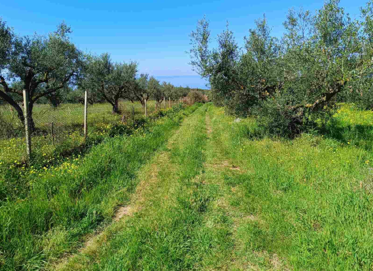 Agricultural Land (β) 2500 sq. m.  in Analipsi, Kyllini