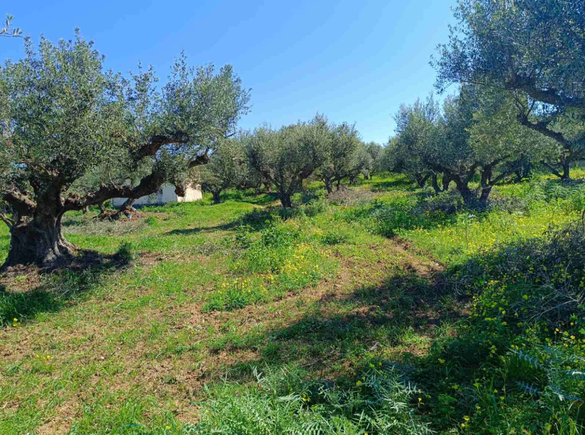 Agricultural Land (η) 6000 sq. m.  in Analipsi, Kyllini