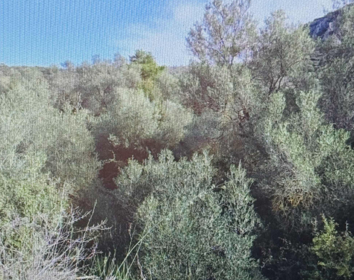 Agricultural Land Plot for Auction in Agios Adrianos, Argolida